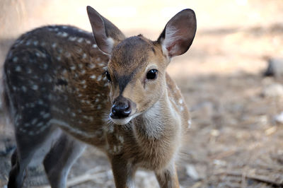 Close-up portrait of deer