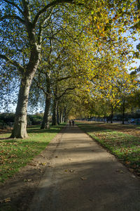 Street amidst trees during autumn