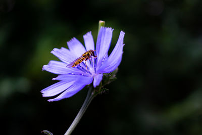 Close-up of honey bee on purple flower