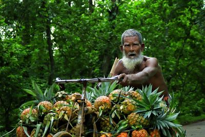 Transporting pineapple stacked on big baskets by bicycle to the local market