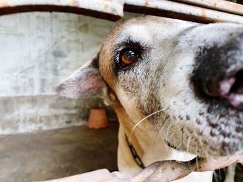 Close-up of dog looking away