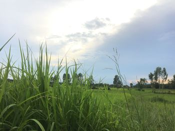 Crops growing on field against sky