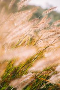 Close-up of stalks in field