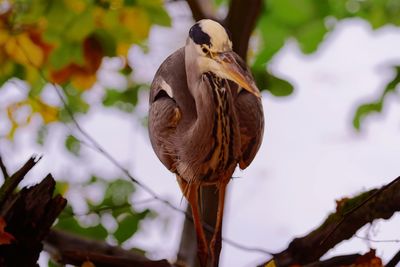 Close-up of bird perching on branch