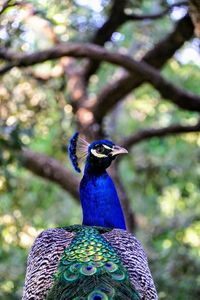 Close-up of peacock