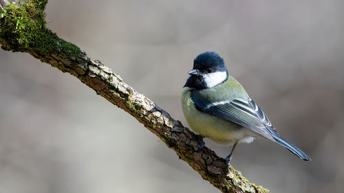 Close-up of bird perching on a branch