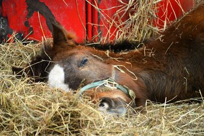 Close-up of horse lying on grass