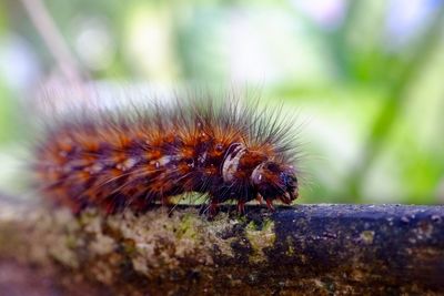 Close-up of insect