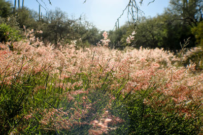 Plants growing on field