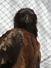 Close-up portrait of owl in cage