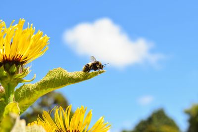 Close-up of bee on leaf against blue sky