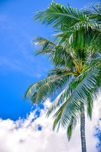 Low angle view of palm tree against blue sky