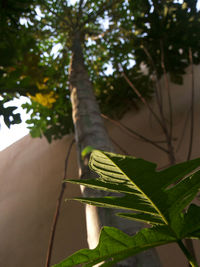 Close-up low angle view of tree