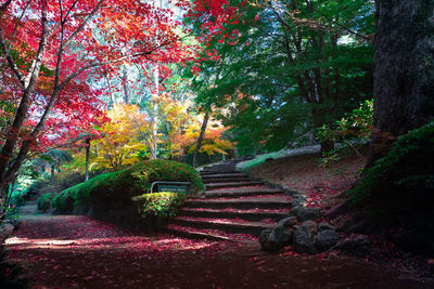 Trees in park