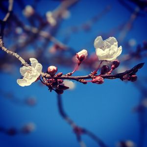 Close-up of cherry blossoms on branch