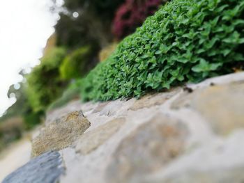 Close-up of plant