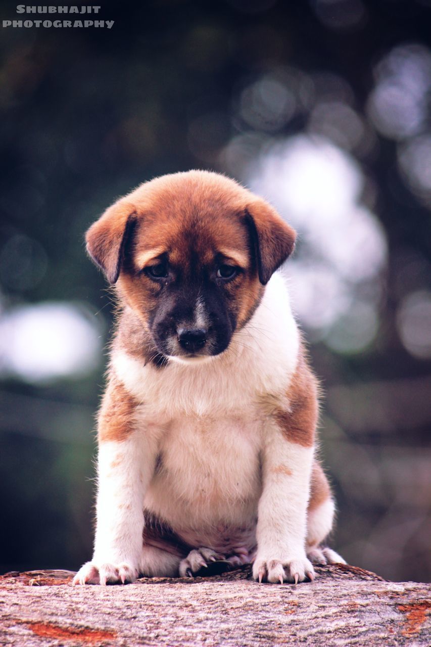 PORTRAIT OF CUTE PUPPY SITTING OUTDOORS