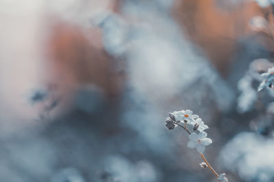 Close-up of white flowering plant