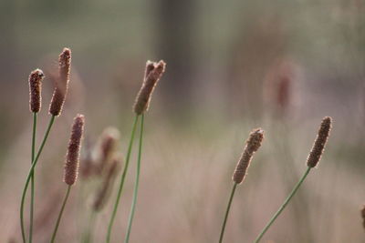 Close-up of stalks in field