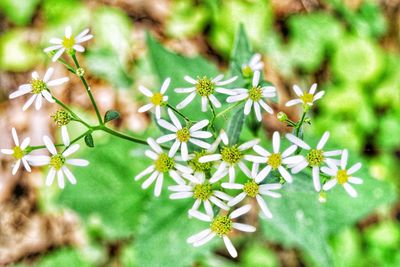 Close-up of insect on flowers