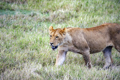 Lioness running on field