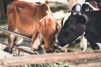 Cows in a horse