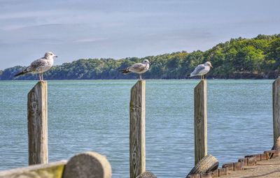 Seagulls perching on wooden post in sea