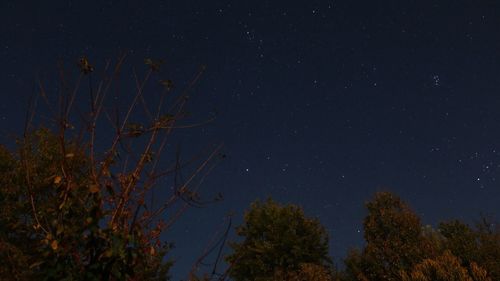 Low angle view of trees against star field