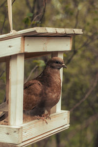 Side view of bird perching on wood