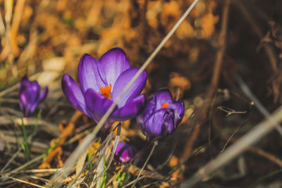 Close-up of purple crocus flowers on field