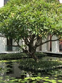 Trees and plants by lake against building