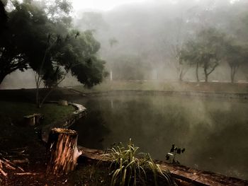 Scenic view of lake in forest