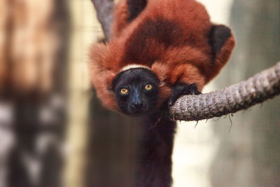 Baby red ruffed lemur pup varecia rubra clings to rope. this species is endemic to madagascar