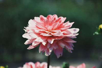 Close-up of pink dahlia flower