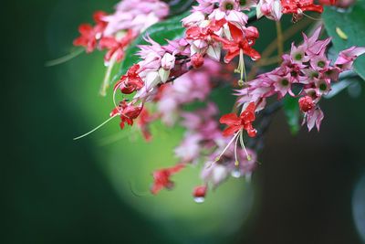 Close-up of pink flowers on tree