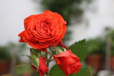 Close-up of red rose blooming outdoors