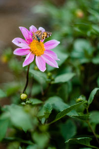 Close-up of bee on flower