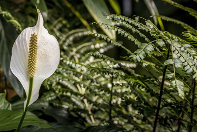 Close-up of white flowering plant