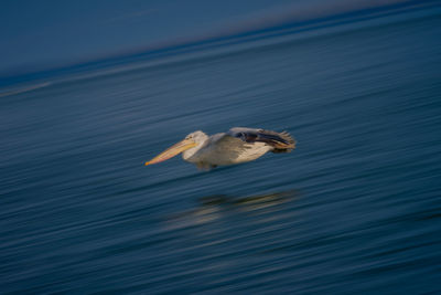 Bird flying over lake