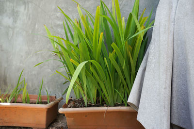 Close-up of potted plant