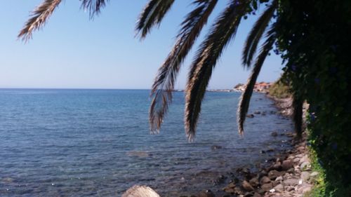Palm trees on beach against clear sky