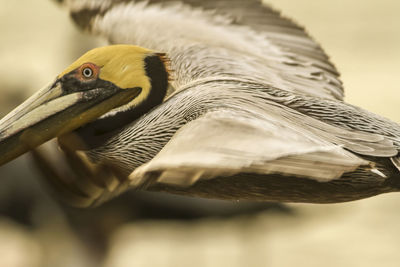 Close-up of a bird