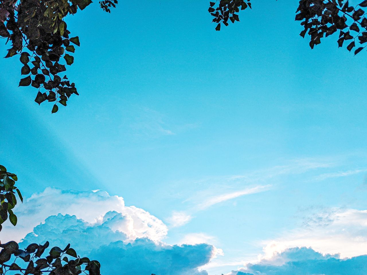 LOW ANGLE VIEW OF BLUE SKY AND TREES AGAINST CLOUDY