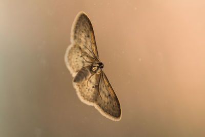 High angle view of butterfly