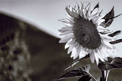 Close-up of flower blooming outdoors