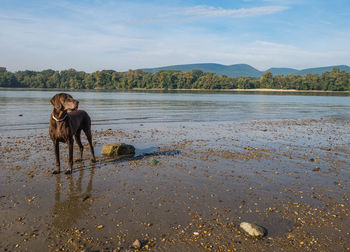 Dog standing at lakeshore