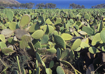 Close-up of cactus growing on field against sky