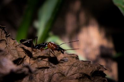 Close-up of insect