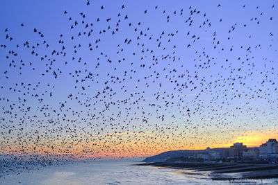 A murmuration of starlings flying over eastbourne pier at twilight. clear skies with a magenta hue.