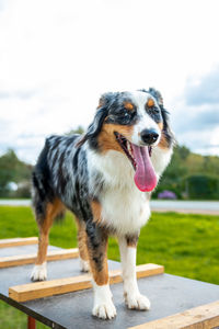 Close-up of dog standing on field